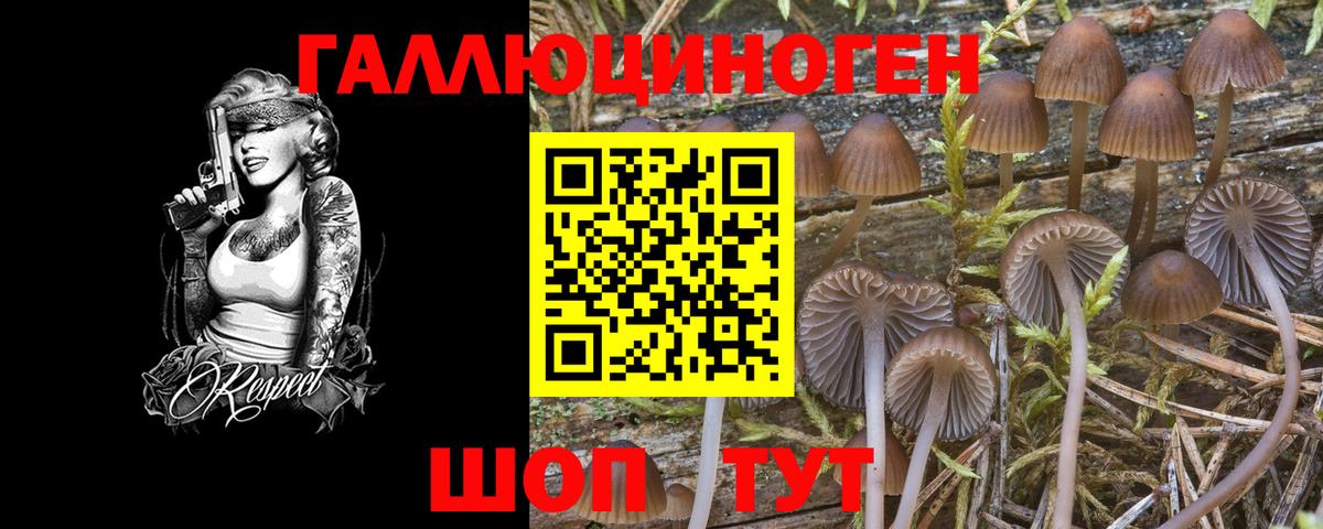 Псилоцибиновые грибы Psilocybe Канск